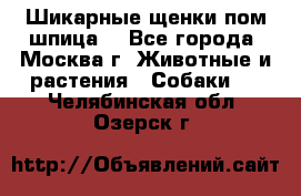 Шикарные щенки пом шпица  - Все города, Москва г. Животные и растения » Собаки   . Челябинская обл.,Озерск г.